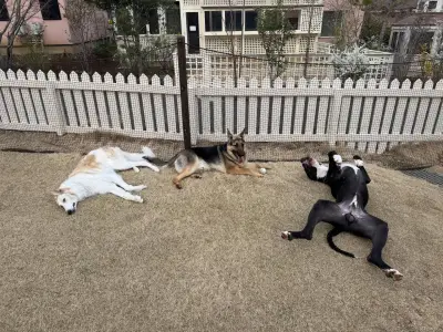 大型犬3頭の“三犬三様”休憩姿が話題 飼い主「いつも通りの光景」