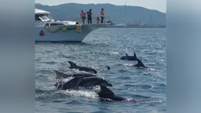 熊本県を旅して応援、天草のイルカ遭遇率9割超、阿蘇のあか牛丼も