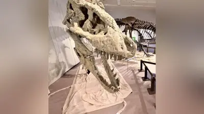 世界最古の頭突き恐竜「ザヴァケファレ」化石、福島で世界初公開