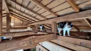 『建もの探訪』築45年住宅を猫と暮らす立体空間に大胆リノベ