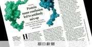 老化研究の抗体取り違え疑惑、p16-INK4aとp16-ARCを混同か