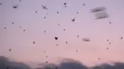 アンガールズ田中、ツバメのねぐら入りに圧倒「貴重過ぎないですか!?」『野鳥を見る田中』第2弾