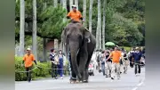 アジアゾウ「みどり」の園内散歩、27日で終了 繁殖専念へ 約20年の歴史に幕
