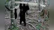 四国でツキノワグマ最低27頭識別、繁殖確認 四国森林管理局