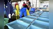 秋サケ回帰予測９４００匹、震災前の０．１％に　記録的不漁続く