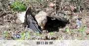 高病原性鳥インフルに異変、感染野鳥が毎年発生し期間も長期化