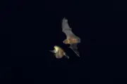 コウモリが空中で鳥を捕獲、世界初の撮影に東大など成功
