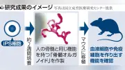 骨髄オルガノイドをiPS細胞から作製、マウス移植で血液細胞確認…白血病治療に期待