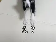 ボーダーコリーの子犬、教えていない「バウ」を習得し飼い主驚愕