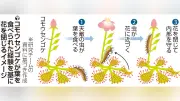 食虫植物コモウセンゴケ、葉の食害経験を記憶し花を閉じる防御を確認