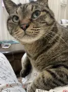 保護10年目の猫が初めて膝に！先住猫の死がきっかけ？SNSで13万いいね