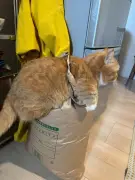 米袋にすっぽりハマった猫が「悟りを開く」姿に4.4万いいね 救出直後のまさかの行動も話題