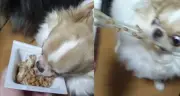 納豆パックに食らいつくチワワの豹変ぶりに12万いいね 「こいつ…やべぇぞ」と飼い主