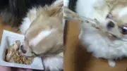 「こいつ…やべぇぞ」納豆パックに食らいつくチワワの豹変ぶりに12万いいね