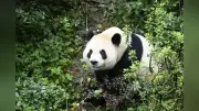 中国、米国にパンダ2頭追加貸与へ 計6頭に、米中関係のバロメーター