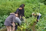 ドルトン東京学園、国内初の探究旅行を実施 NTT東日本が企画支援