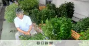 サカキ国内生産、需要高く「引く手あまた」 産地で出荷作業続く
