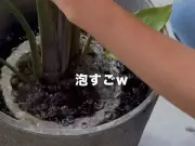 観葉植物の土に湧く虫対策「ドブ漬け」が話題に 鉢ごと水に沈めるだけ
