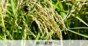 早場米の1等米比率65.9%で平年並み、長雨の影響を注視 農水省が8月末時点の検査結果公表