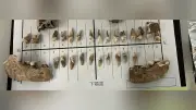 江戸末期の大阪庶民は高級魚を食す、歯石分析で判明
