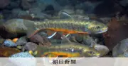 絶滅危惧種オショロコマ、水温上昇で知床の川から消える恐れ 北大研究