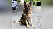 元保護犬ジロー、イオン熊本捜索で活躍 警察犬として嗅ぎ回る
