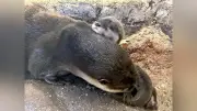 宮島水族館でコツメカワウソの赤ちゃん4頭誕生、順調に成長