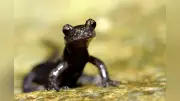 ハコネサンショウウオ、雨が命綱 皮膚呼吸で生きる謎の生態