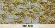 北陸豪雨から1週間、田んぼ冠水続く「収穫はもう…」農家悲痛