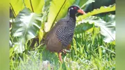絶滅危惧鳥のｉＰＳ細胞研究、ヤンバルクイナなど4種で作製成功