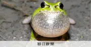 ニホンアマガエル、津軽海峡渡り分布拡大　広島大など国際チームが解明