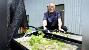 河内長野市、石見川の清流でワサビ栽培 水のまちPRへ