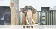 神戸・王子動物園のアジアゾウ「マック」死ぬ　阪神大震災直後に来園