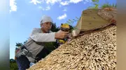 茅葺き屋根は草原保全のシンボル 九重ふるさと自然学校の事務所が生まれ変わる