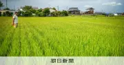 熊本地震から1カ月、氷川町の農家「今年の米は全滅」 イグサ栽培にも影響