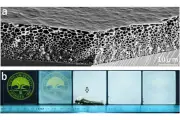 京大と都立大、顔料不要の世界最高レベル白色生成技術「DFP」を開発