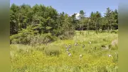 タデ原湿原の外来植物、地道な駆除続く　根絶目指し住民ら活動