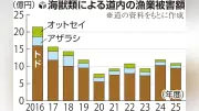 海獣類の漁業被害、10年で半減の10.9億円に トドが最多9.5億円
