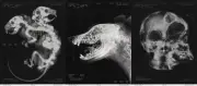 新『バイオハザード』主人公は銃も格闘も苦手、監督が狙い明かす 不気味なX線写真も公開
