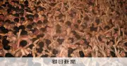来年の西大寺会陽、宝木争奪戦中止へ　死亡事故受け主催者が最終調整