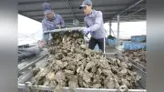 岡山県、養殖カキ大量死の「厳重警戒」を初発令…塩分濃度が基準値超過