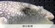 フグが目をつむる仕組み解明、体を膨らます行動と関連 下関の水族館が国際学術誌に発表