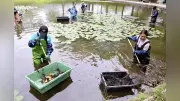 まるでモネの「睡蓮」…荒れた池を住民が再生、多くの人が集う場所に