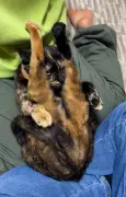 両脚を抱え込むサビ猫の軟体ポーズが12.1万いいね、家族で役割分担する賢い素顔