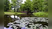 三田「モネの池」再生プロジェクト 市民団体が清掃活動を継続