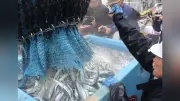 気仙沼漁港でサンマ初水揚げ、量は昨年の10分の1程度 高値に
