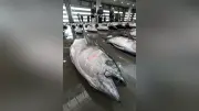 「三陸塩竃ひがしもの」今季初出荷、塩釜市魚市場で競り