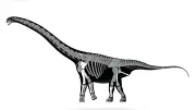 竜脚類特別展で福井発掘のフクイティタン展示、第５次調査も開始