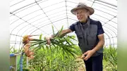 島根・出雲の「幻の生姜」出西しょうが、ハウス栽培で安定供給へ