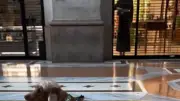 スケボー犬コーダ、イタリアで警察に止められた理由がまさかの展開に